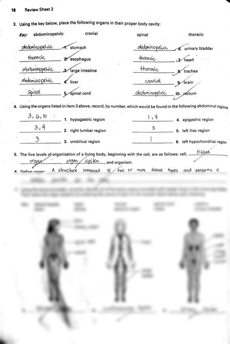 Review sheet 2 : Organ System Overview Flashcards Quizlet