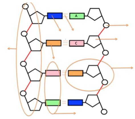 Review the Structure of DNA