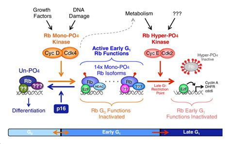 Revised Working Model Of G 1 Cell Cycle Progression Un Phosphorylated Download Scientific Diagram