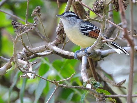 Revision History - Rusty-winged Antwren - Herpsilochmus frater