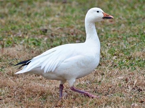 Revision History - Snow Goose - Birds of the World