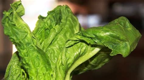 Revive wilted lettuce.  Stop throwing away sad lettuce and spinach.  By implementing ...