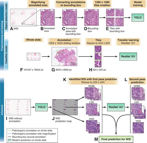 Revolutionizing Gastrointestinal Cancer Detection: Deep GI AI Explained (2026)