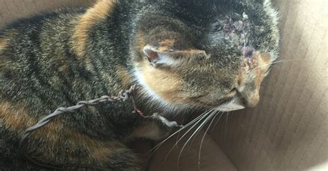 Reward offered for info on woman who left cat stuck in carrier for over 6 hours