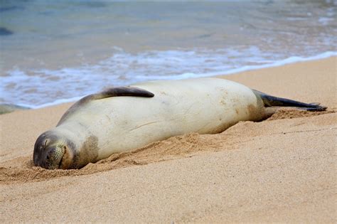 Reward offered for information on who killed endangered Hawaiian monk seal