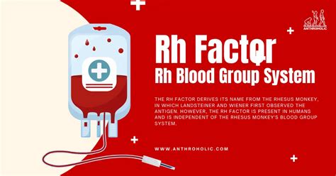 Rh blood group discovered by