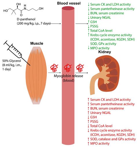 Rhabdomyolysis-Induced Acute Kidney Injury in Diabetic ... - Hindawi