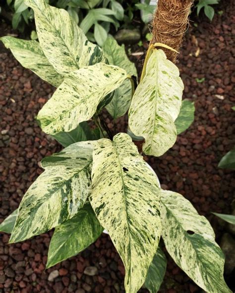 Rhaphidophora varieties.  Keep your houseplants lush and healthy.  Detailed p...