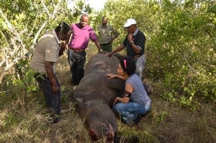 Rhino horn sales: banking on extinction Environment The …