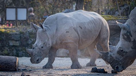 Rhino kills a zookeeper and seriously injures another at an Austrian zoo