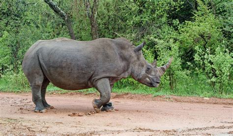 Rhino rescue. Things To Know About Rhino rescue. 