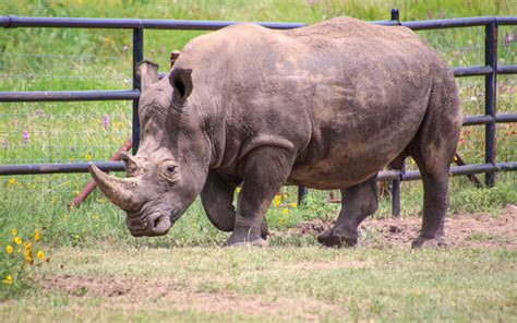 Rhinory - Rhinory is a winery that hosts a Southern White Rhino named Blake on its 55-acre property. Guests can enjoy wine tasting, watch the rhino, and participate in a …