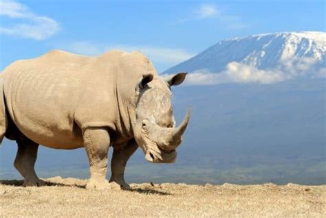 Rhinos: Why are They Important, Reasons for Extinction, How …