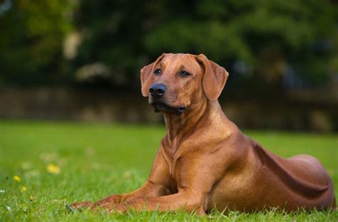 Rhoback dog. Things To Know About Rhoback dog. 