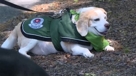 Rhode Island beagle found safe after getting lost in woods