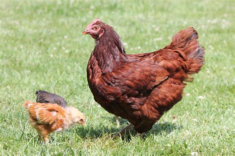 Rhode island red chickens for sale craigslist. Things To Know About Rhode island red chickens for sale craigslist. 