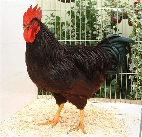 Chickens, on Trade Me, New Zealand's leading shopping website. Skip to site navigation Skip to main content . ... Chickens for sale . Buy Now . $30.00 . Waikato . Closes: Sat ... Rhode Island Red Fertile Eggs SPECIAL . Shipping from …. 
