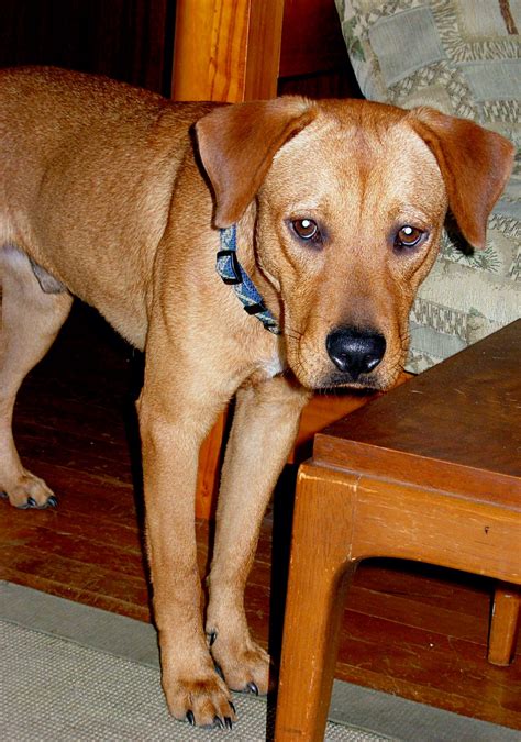 Rhodesian Ridgeback Mix Lab puppies - Puppies for …