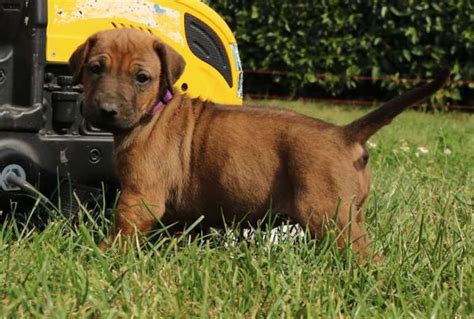 Rhodesian Ridgeback te koop - Pup en herplaatser