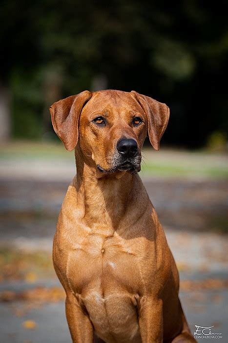 Rhodesky ridgeback cena - cz-sport.day