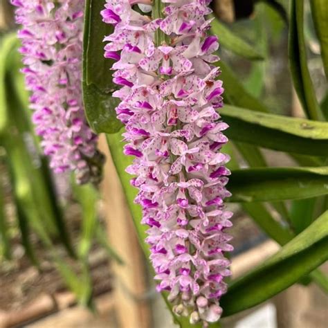 Rhynchostylis retusa - The Foxtail Orchid