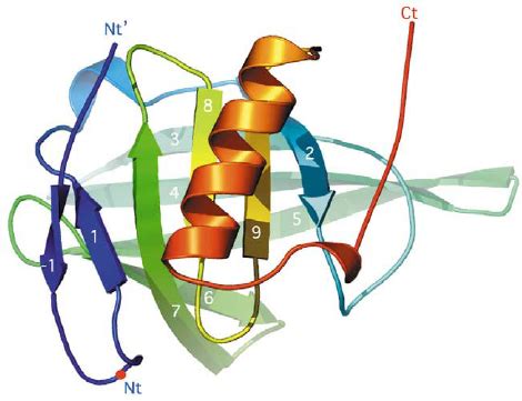 Ribbon view of Blc, rainbow colored from N-terminus (blue) to ...