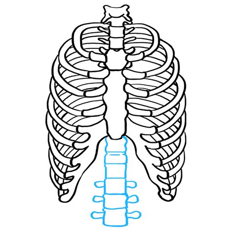 Ribcage Drawing Easy