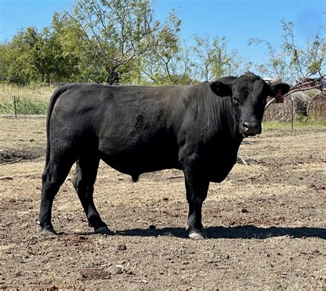 Located in Central Texas, RiBear Cattle Co. specializes in quality replacement females and bulls, custom cattle marketing, bull leasing, special orders, hay, cowboy work and shipping.. 