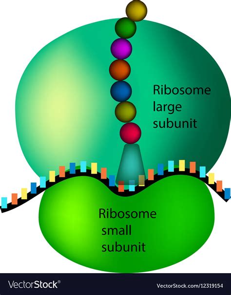 Ribosome — Structure & Function - Expii