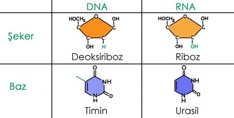 Riboz şekeri, riboz nükleik asit (RNA) yapısında bulunurken, Deoksiriboz, DNA (deoksiriboz nükleik asit) yapısında bulunmaktadır.