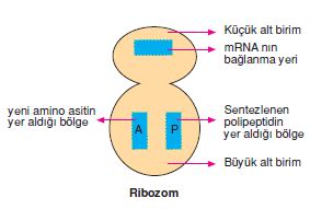 Ribozom ve Protein Sentezi.