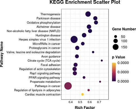 Rich Factor bubble plot for RNA seq data - Stack Overflow