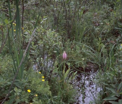 Rich Shrub Fen Guide - New York Natural Heritage …