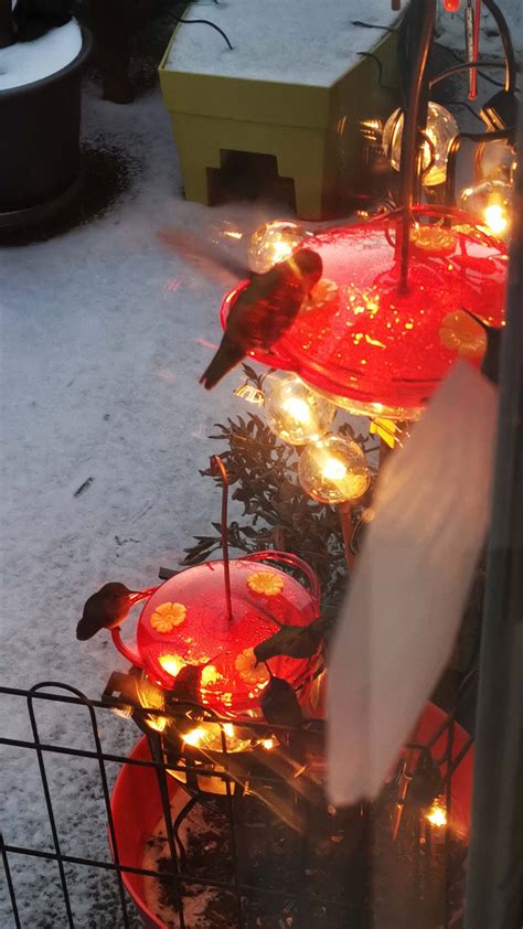 Richmond woman defrosts hummingbird feeder with …