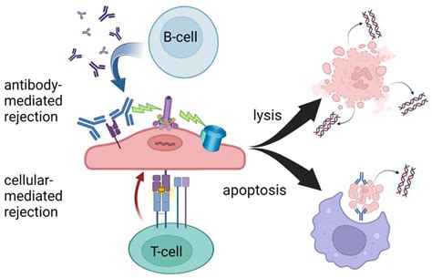 Ricin-mediated cell-lysis and apoptosis of drug sensitive and