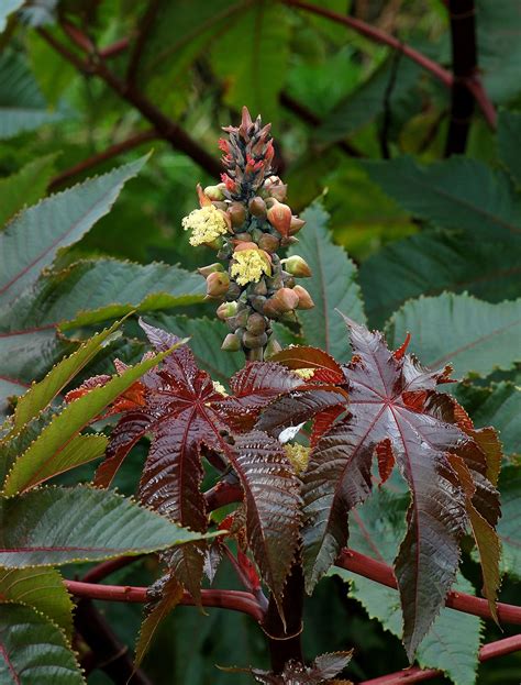 Ricinus communis