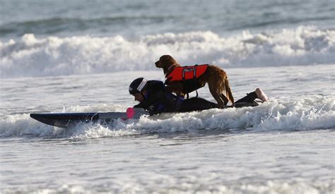 Ricochet, San Diego’s surfing therapy dog, dies at 15
