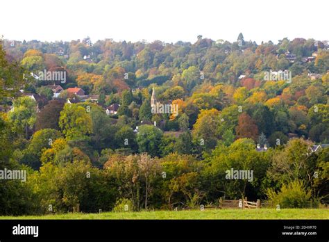 Riddlesdown - Parkland / Woodland Garden in Kenley