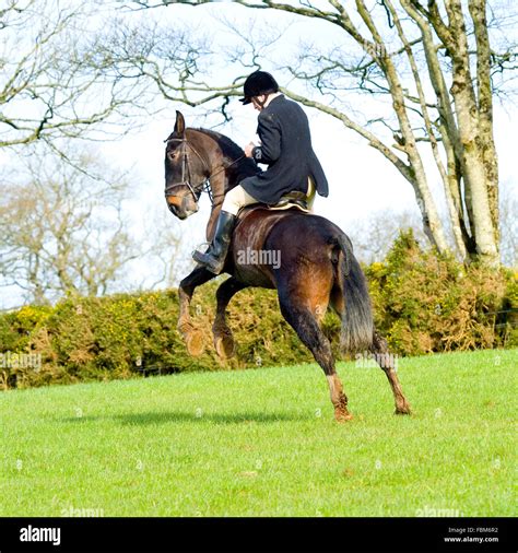 Ride bucking horse hi-res stock photography and images - Alamy