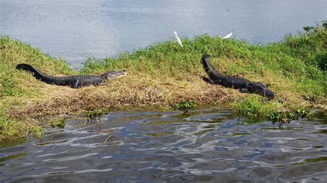 Ride the donkey! - Review of Swamp Donkey Airboat Rides, …