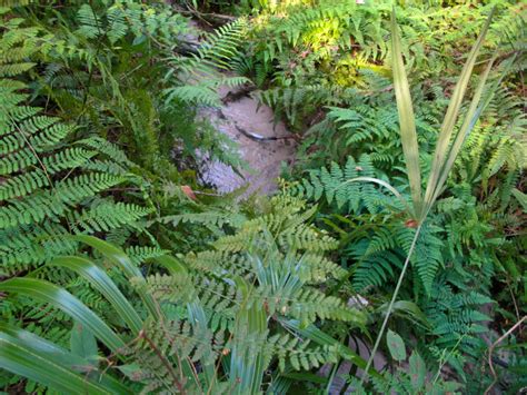 Ridge and Ravine Trails Florida Hikes