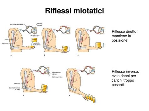 Riflesso miotatico inverso - AnatomYoga