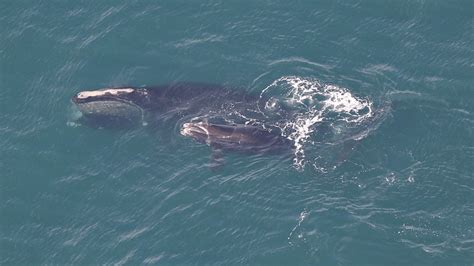 Right whale sighting in Cape Cod Canal a positive sign for future of species, scientists say 