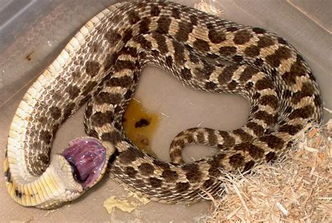 🍑 Riiotgrrl Onlyfans Leak +18