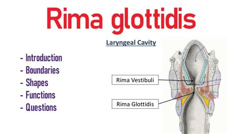 Rima glottidis main function.  This opening&rsquo;s shape changes depending on...