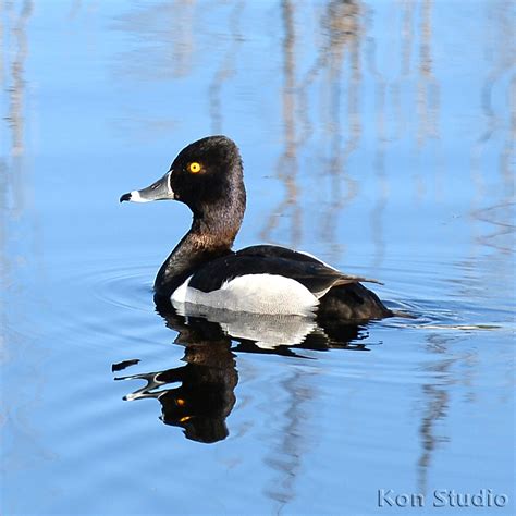 Ring Necked Ducks and Mallard Ducks #ducks #birds …