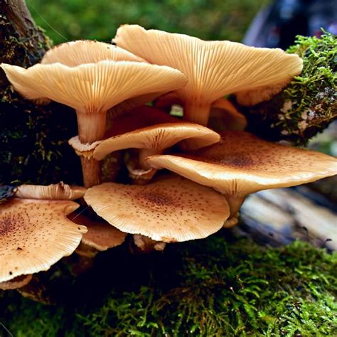 The Ringless Honey Mushroom is a parasite and saprobe on the wood of hardwood trees. It seems to prefer for oaks, but can attack any type of hardwood tree. 1,3 Unlike most other honey mushrooms, A. tabescens usually fruits terrestrially. 1–3 The mushrooms can and do grow directly from tree stumps or right at the base of living …