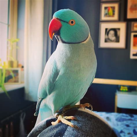 Ringneck parakeet for sale. Ad Type. For Sale. Gender. Unknown. Only 4 Hand-fed Blue Lovebirds left for the season. 50% deposit required for Reserving your hand-fed baby. Located in Davenport Florida Babies will…. View Details. $200. 
