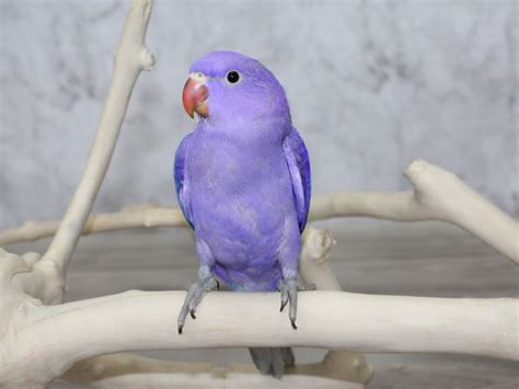  Most times when you see mentioned a Violet Ringneck it will mean Violet Blue. Yes Violet Blue to Cobalt can breed Violet Cobalt. 25% Violet Blue 25% Blue 25% Cobalt 25% Violet Cobalt. The Blue bird you already have if it is either sex you could breed to a Violet Blue and get 50% Violet Blue and %50 Blue. . 