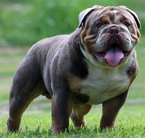 Xavier's twin to a T!!! Wow! Loved spending some time outside with the pups today殺殺殺 ️ Make this boy yours! 417-554-3435 or info@riobravobulldogs.com www.RioBravoBulldogs.com. 